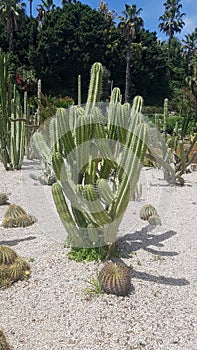 Cactus with flowers close up