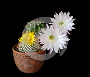 Cactus flowers echinopsis hybrid