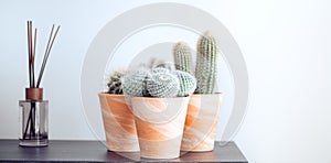Cactus flowers growing in pots, home interior design. Home decoration with houseplants