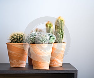 Cactus flowers growing in pots, home interior design. Home decoration with houseplants