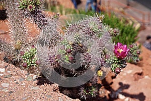 Cactus flowers growing among the red sedimentary rocks