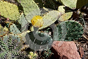 Cactus flowers growing among the red sedimentary rocks