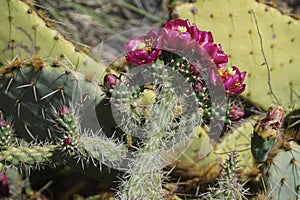 Cactus flowers growing among the red sedimentary rocks