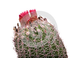 Cactus flowers isolated on white background. Pink Cactus Blossom. Minimal creative stillife.