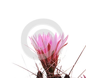 Cactus flowers isolated on white background. Pink Cactus Blossom. Minimal creative stillife.