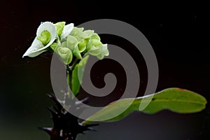 Cactus flowers isolation in black backround