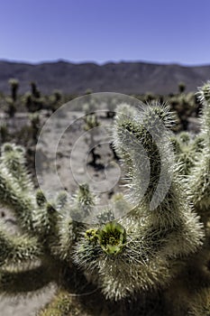 Cactus Flowers, Joshua Tree California