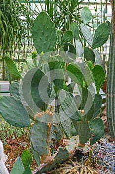 Cactus flowers Opuntia cochenillifera in natural environment in botanical garden or greenhouse photo