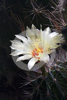 Cactus flowers in park