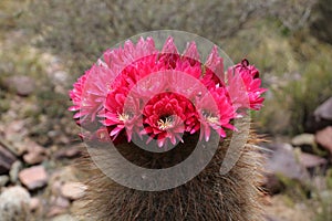 Cactus flowers of the Quebrada de Humahuaca, Argentina