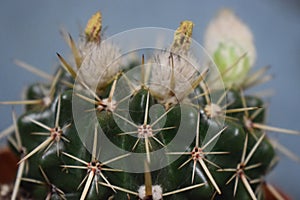 Cactus flowers scion screen nature indoor plant photo