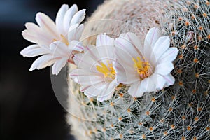 Cactus flowers is species of the mammillaria lenta