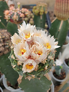 Cactus flowers is species of the obegonia