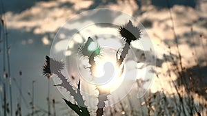 cactus flowers sunset