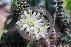 Cactus flowers on tree in soft mood,Mila or closeup cactus flower and blank space area for background