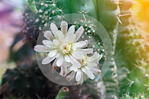 Cactus flowers on tree in soft mood,Mila or closeup cactus flower and blank space area for background