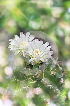 Cactus flowers on tree in soft mood sweet bokeh,Mila or closeup photo
