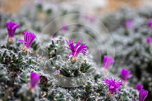 Cactus flowers, unique on the way to extinction.