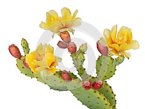 Cactus flowers and young fruit, Indian fig. Isolated on white. Opuntia ficus indica.