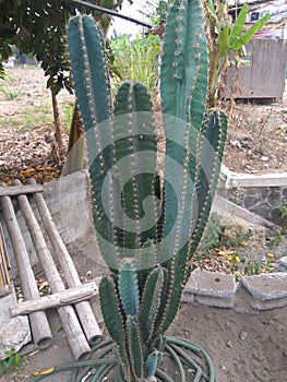 Cactus in focus in the garden