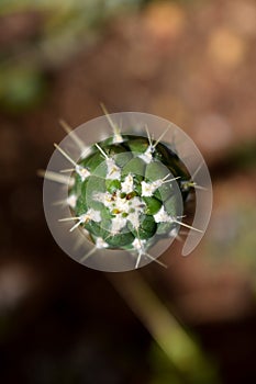 Cactus in the forest