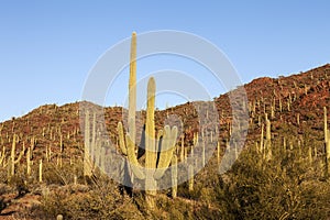 Cactus Forest