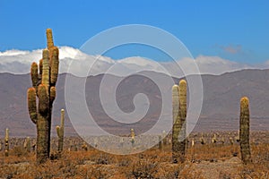 Cactus forest, Cardones National Park, Cachi, Argentina photo