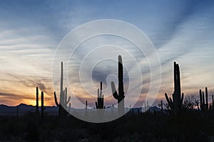 Cactus Forest at Sunset