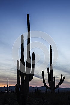 Cactus Forest at Sunset