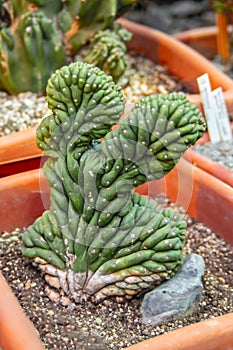 Cactus forma cristata. Unusual Cactus in pot.