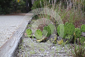 Cactus in fort de Soto park, Florida. Prickly Pear cactus at Fort Desoto Park St Petersburg, USA