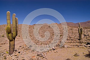 Cactus in fortified citadel of