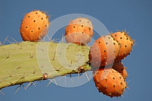 Cactus fruit