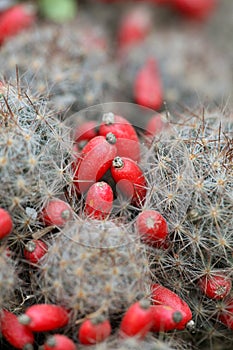 Cactus fruit