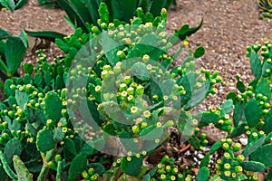 Cactus fruit