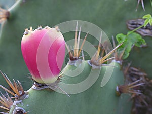 Cactus Fruit at coastal of Indian ocean . Nature and Wildlife at Tanzania