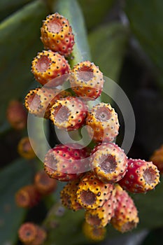 Cactus with fruit - detail photo