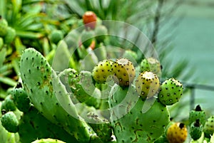 Cactus in fruit, Opuntia ficus-indica, 1.