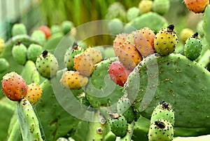Cactus in fruit, Opuntia ficus-indica, 2.