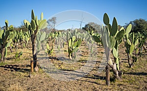 Cactus fruit or prickly pear plantation with many cacti rows in Omaruru, Namibia, Southern Africa