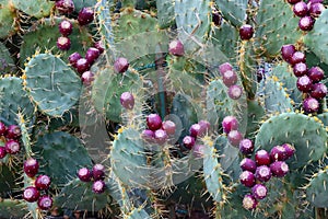 Cactus fruits