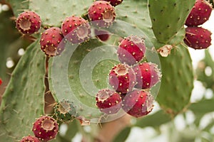 Cactus fruits