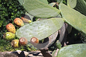 Cactus with fruits