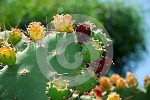 Cactus fruits