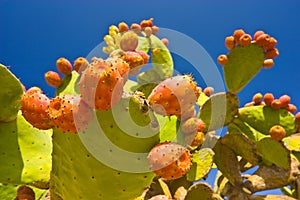 Cactus Fruits