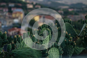 Cactus with fruits and a village in the background
