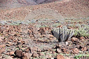 Cactus on Fuerteventura, Canary islands