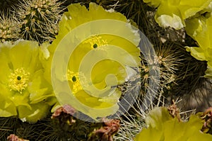 A cactus in full plume with yellow green gray