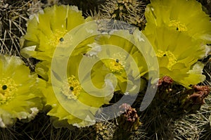 A cactus in full plume with yellow green gray