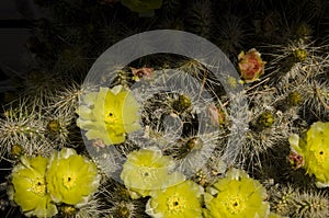 A cactus in full plume with yellow green gray and part in the sgade